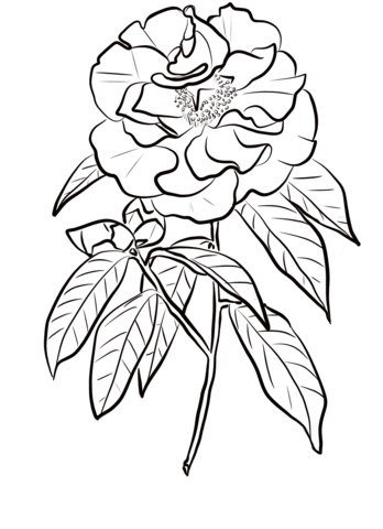 Camellia Reticulata Coloring Page